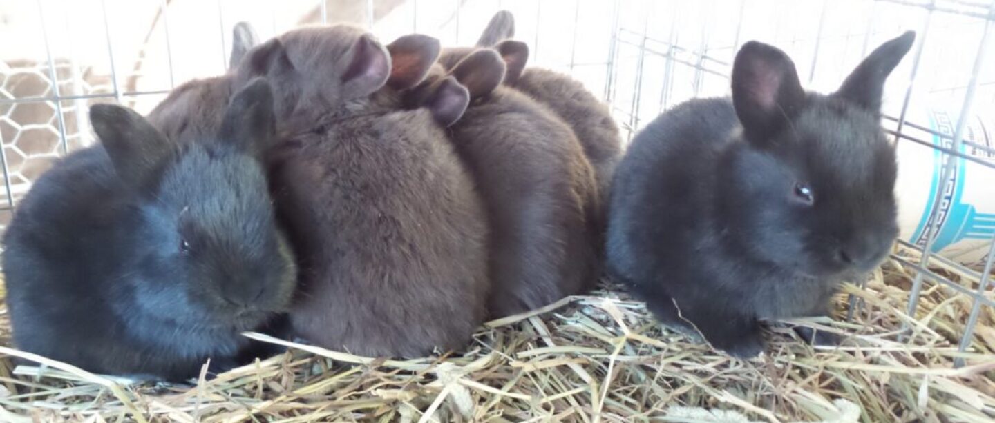 Rabbits