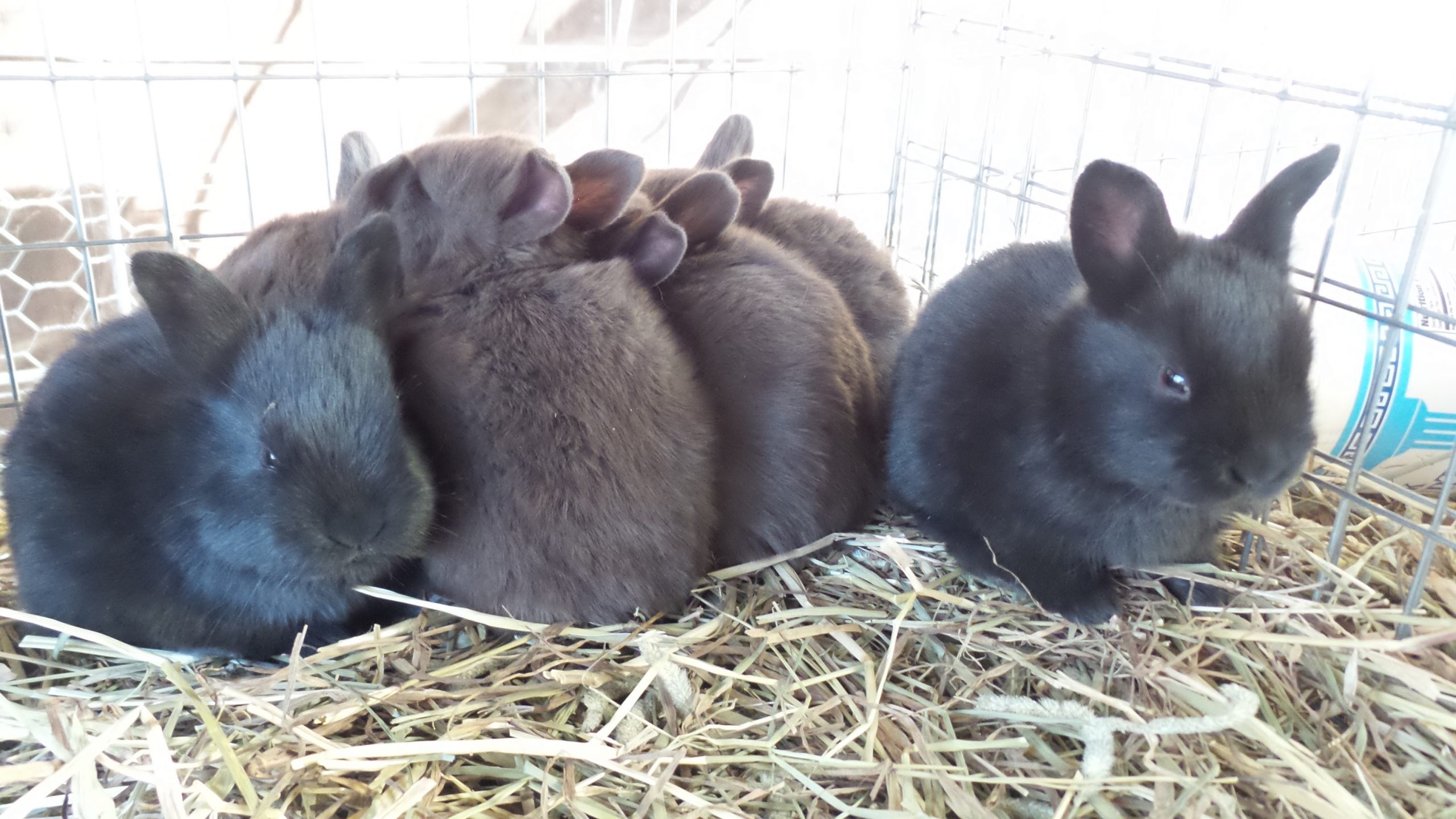 Rabbits